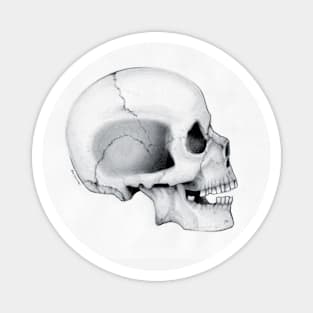 Skull Magnet